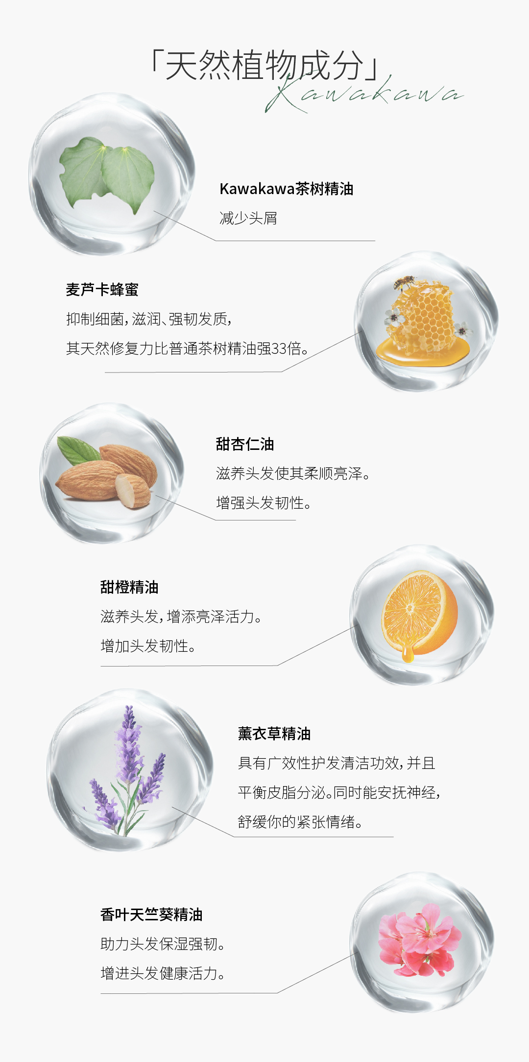 茶树洗发皂详情页_画板 1 副本 4.jpg